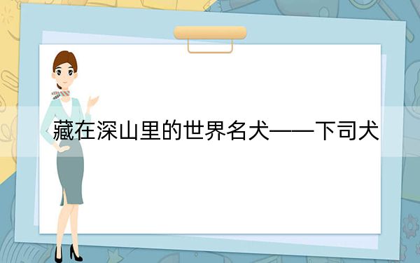 藏在深山里的世界名犬——下司犬
