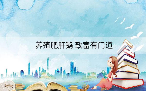 养殖肥肝鹅 致富有门道