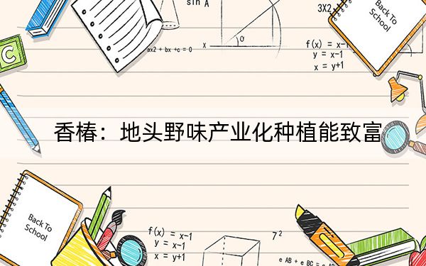 香椿：地头野味产业化种植能致富