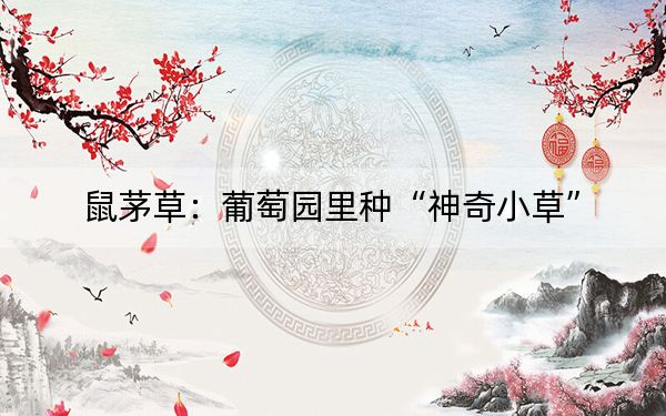 鼠茅草：葡萄园里种“神奇小草”