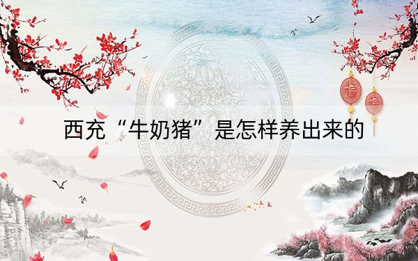 西充“牛奶猪”是怎样养出来的？