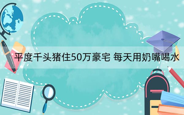 平度千头猪住50万豪宅 每天用奶嘴喝水