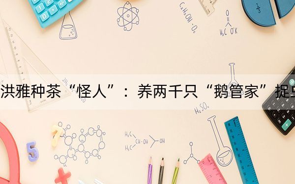 洪雅种茶“怪人”：养两千只“鹅管家”捉虫