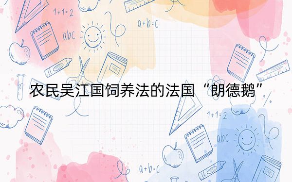 农民吴江国饲养法的法国“朗德鹅”